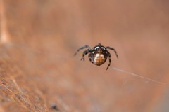Mysmenidae