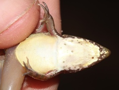 Ptychadena taenioscelis