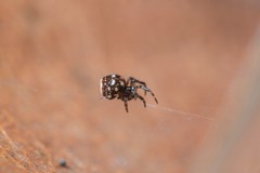 Mysmenidae