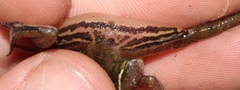 Ptychadena taenioscelis