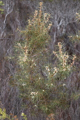 Hakea sulcata