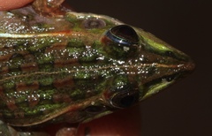 Ptychadena taenioscelis