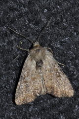 Photedes minima