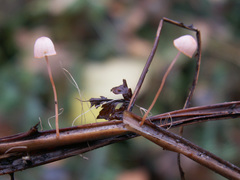 Mycena pterigena