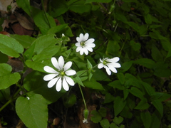 Stellaria chilensis
