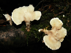 Antrodiella faginea