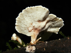 Antrodiella faginea