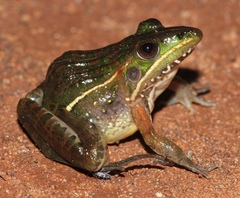 Ptychadena taenioscelis