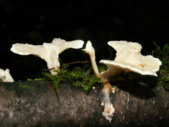 Antrodiella faginea