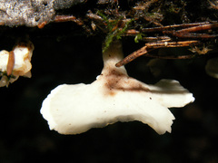 Antrodiella faginea