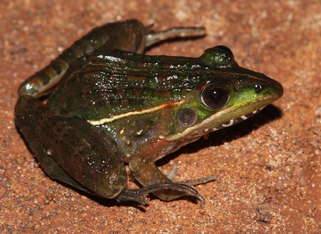 Dwarf Grass Frog