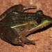 Small Ridged Frog - Photo (c) Alex Rebelo, some rights reserved (CC BY-NC), uploaded by Alex Rebelo