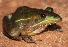 Ptychadena taenioscelis