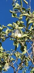 Capparis canescens