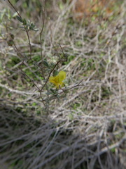 Helianthemum stipulatum