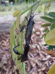 Grammopoecilus flavicornis