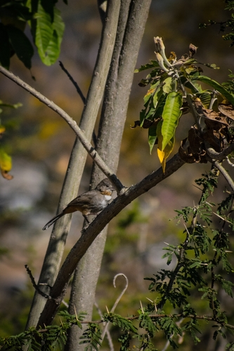 White-throated Towhee (Melozone albicollis), photo 6