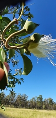 Capparis canescens