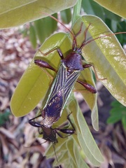 Grammopoecilus flavicornis
