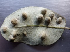 Dryomyia lichtensteinii