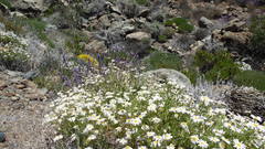 Argyranthemum tenerifae image