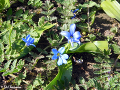 Tecophilaea violiflora