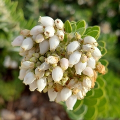 Arctostaphylos viridissima