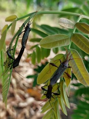 Grammopoecilus flavicornis