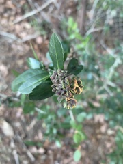 Gyropsylla ilecis