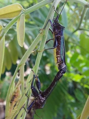 Grammopoecilus flavicornis