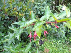 Fuchsia regia reitzii