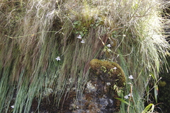 Trachyandra tabularis