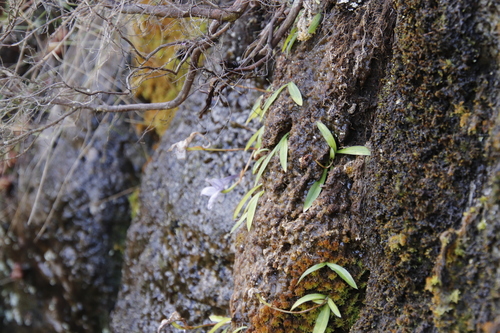 Image of Disa longicornu by (c) Tony Rebelo, some rights reserved (CC BY-SA)