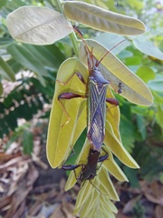 Grammopoecilus flavicornis