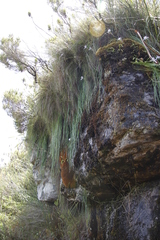 Trachyandra tabularis