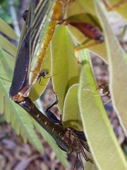 Grammopoecilus flavicornis