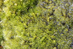 Campylopus bartramiaceus