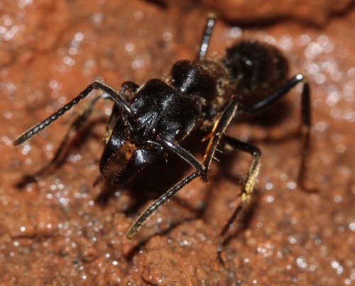 African stink ant