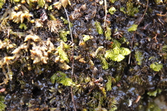Hymenophyllum capense