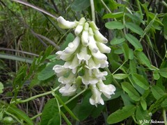 Vicia nigricans