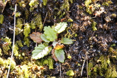Hermas capitata