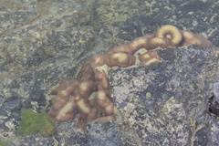 Scleractinia