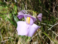 Utricularia reniformis