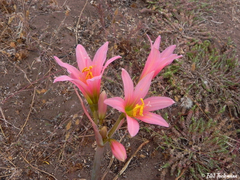 Zephyranthes advena