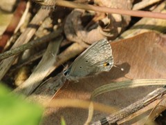 Catochrysops panormus