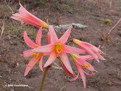 Zephyranthes advena