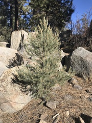 Pinus monophylla