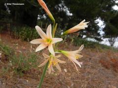 Zephyranthes advena