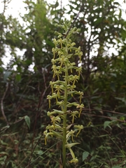 Habenaria luzmariana