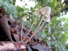 Mycena galericulata